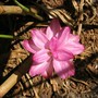 Curcuma_australasica