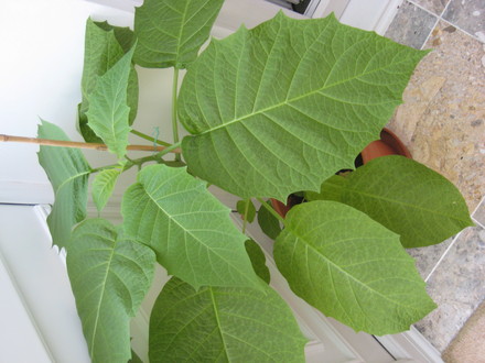 can anyone identify this plant