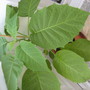 can anyone identify this plant