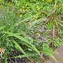 Lavender (Lavandula angustifolia (Lavender))