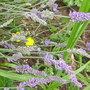 Lavender (Lavandula angustifolia (Lavender))