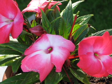 New Guinea Impatiens