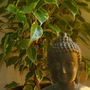 Ficus Gold King (Ficus Gold King)