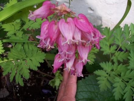Bleeding Heart (Dicentra eximia (Bleeding Heart))