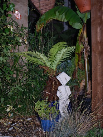 A garden flower photo