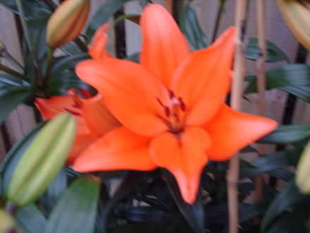 lilly 