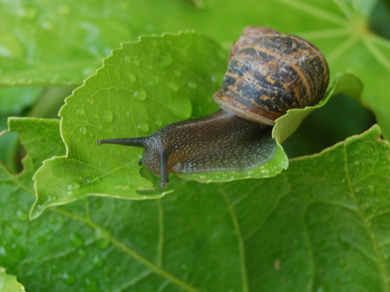 Snail still eating my Japanese Aralia