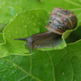 Snail still eating my Japanese Aralia