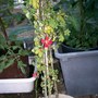 A poorly Tropeaolum Sceciosum