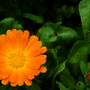 You_wanted_orange