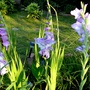 Group of blue gladioli. (Gladiolus grandiflorus)