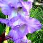 Blue/white gladiolus (Gladiolus grandiflorus)