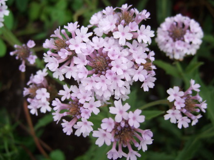  Verbena rigida 'Lilac Haze' (Verbena rigida)