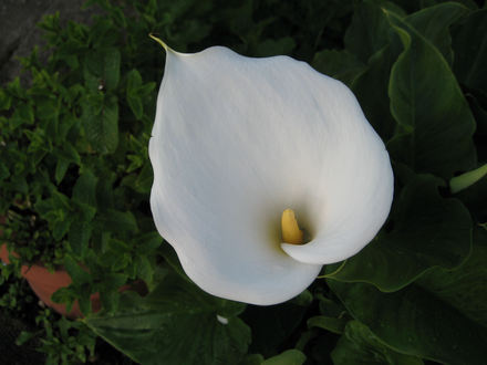 Zantedeschia Crowborough