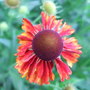 Helenium__moerheim_beauty_