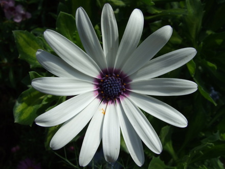 Osteospermum 'Helen Dimond' (Osteospermum jucundum)