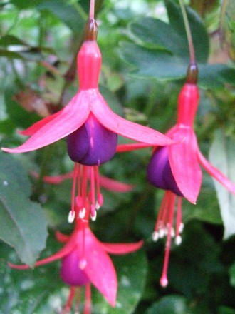 Hardy Fuchsia (Fuchsia)