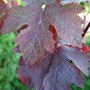 Vitis_purpurea_leaves