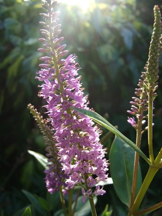 Hebe in the evening sun. (Hebe)