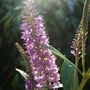 Hebe_in_the_evening_sun
