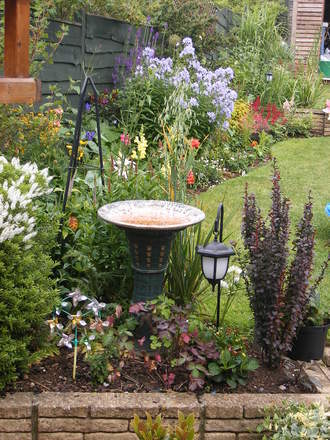 A garden flower photo