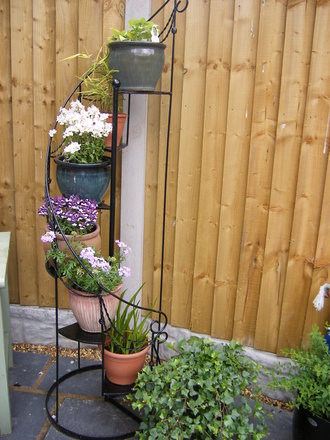 A garden flower photo
