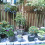 pateo pots