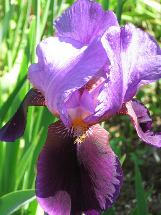 iris (Iris germanica (Orris))