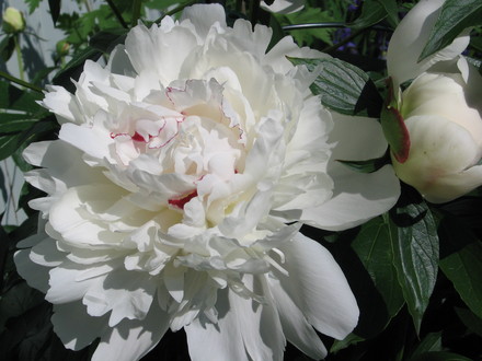    Peony Festiva Maxima (Paeonia officinalis (Double Peony))