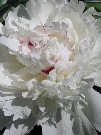 Peony  Festiva Maxima (Paeonia officinalis (Double Peony))