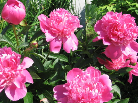 peony (Paeonia officinalis (Double Peony))