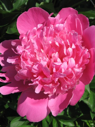 pink peony (Paeonia officinalis (Double Peony))