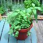 Exotic_herb_pot