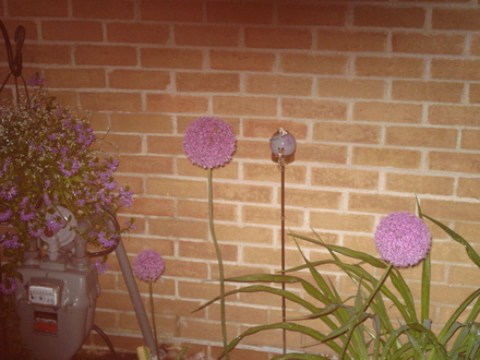 A garden flower photo (Allium acidoides)