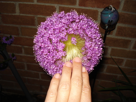 A garden flower photo (Allium acidoides)
