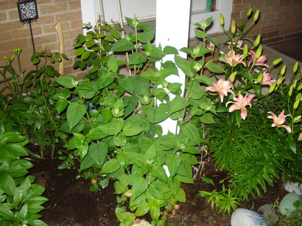 A garden flower photo