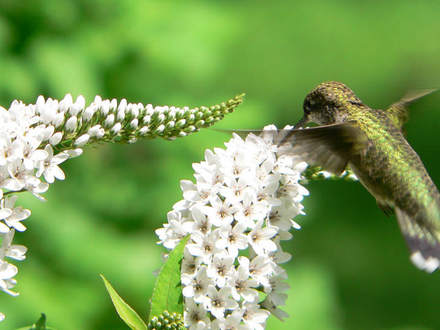 Gooseneck Loosestrife With Hummingbird (Lysimachia clethroides (Lysimachia))