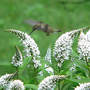 Hummer_gooseneck_lstf_down_7-02-08_exc_sm