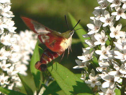 Hummingbird Clearwing (Moth) (Lysimachia clethroides (Lysimachia))