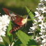 Clearwing_hummingbird_gooseneck_l_7-02-08_exc_crop_sm