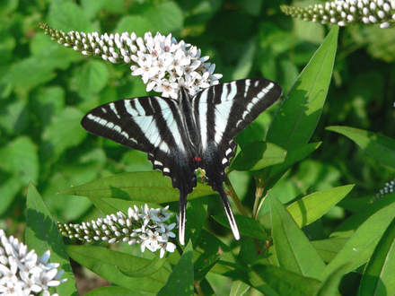 Zebra Swallowtail On Gooseneck Loosestrife (Lysimachia clethroides (Lysimachia))