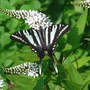 Zebra_st_gooseneck_l_7-02-08_top_exc_med
