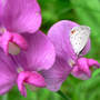 Eastern_tailed-blue_sweetpea_7-03-08_exc_sm