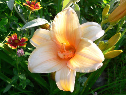 Daylily Dora's Double (Hemerocallis)