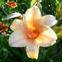 Daylily_dora_s_double_backlit_7-02-08_exc_sm