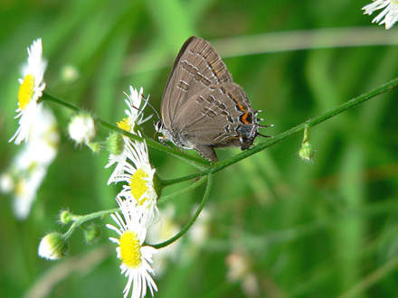 Hickory Hairstreak (Erigeron annuus (Einjahriges Berufskraut))