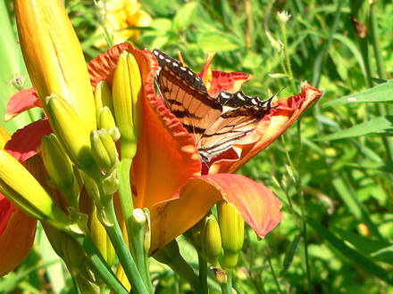 Flying Flower in a Flower (Hemerocallis)