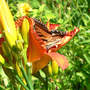 Tiger_st_inside_daylily_7-02-08_exc_sm