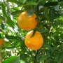 Mandarins (Citrus reticulata (Chen Pi))