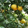Grapefruit tree (Citrus paradisi)